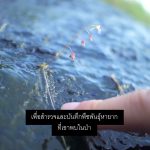 Thai Subtitling for Plant One On Me