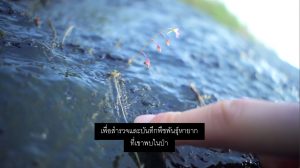 Thai subtitling